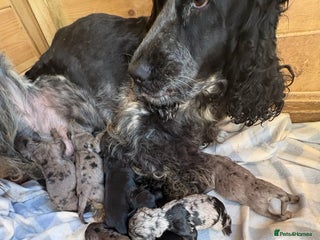 Cockapoo dogs Cockapoo puppies - Advert 10