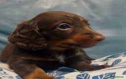 Miniature Dachshund dogs for sale: KC reg PRA clear long hair mini dachshund puppies  in Maidstone - Image 11