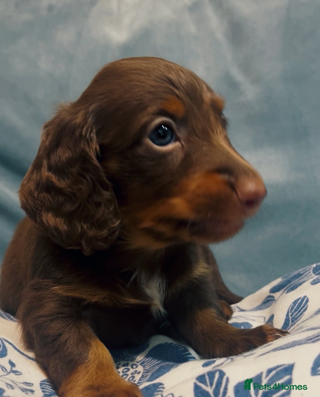 Miniature Dachshund dogs for sale: KC reg PRA clear long hair mini dachshund puppies  in Maidstone - Image 11