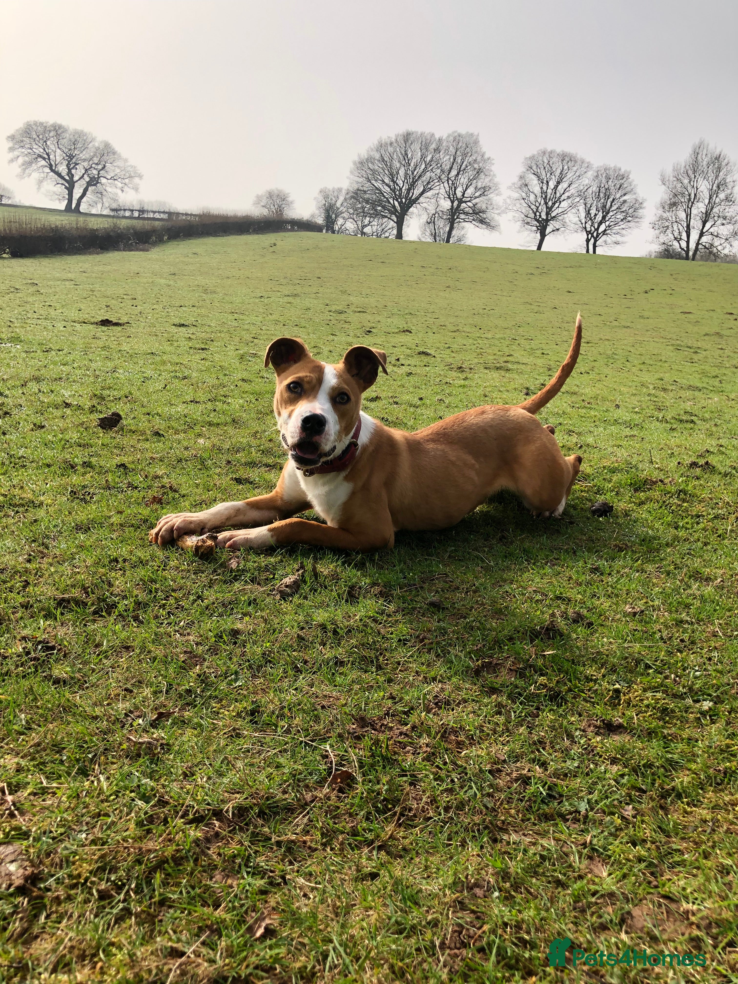 American Bulldog dogs Rocky 6month old 500 - Advert 2