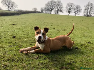 American Bulldog dogs Rocky 6month old 500 - Advert 2