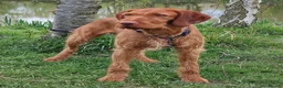 Hungarian Vizsla dogs for stud: Wirehaired Vizsla import at stud  - Advert 4