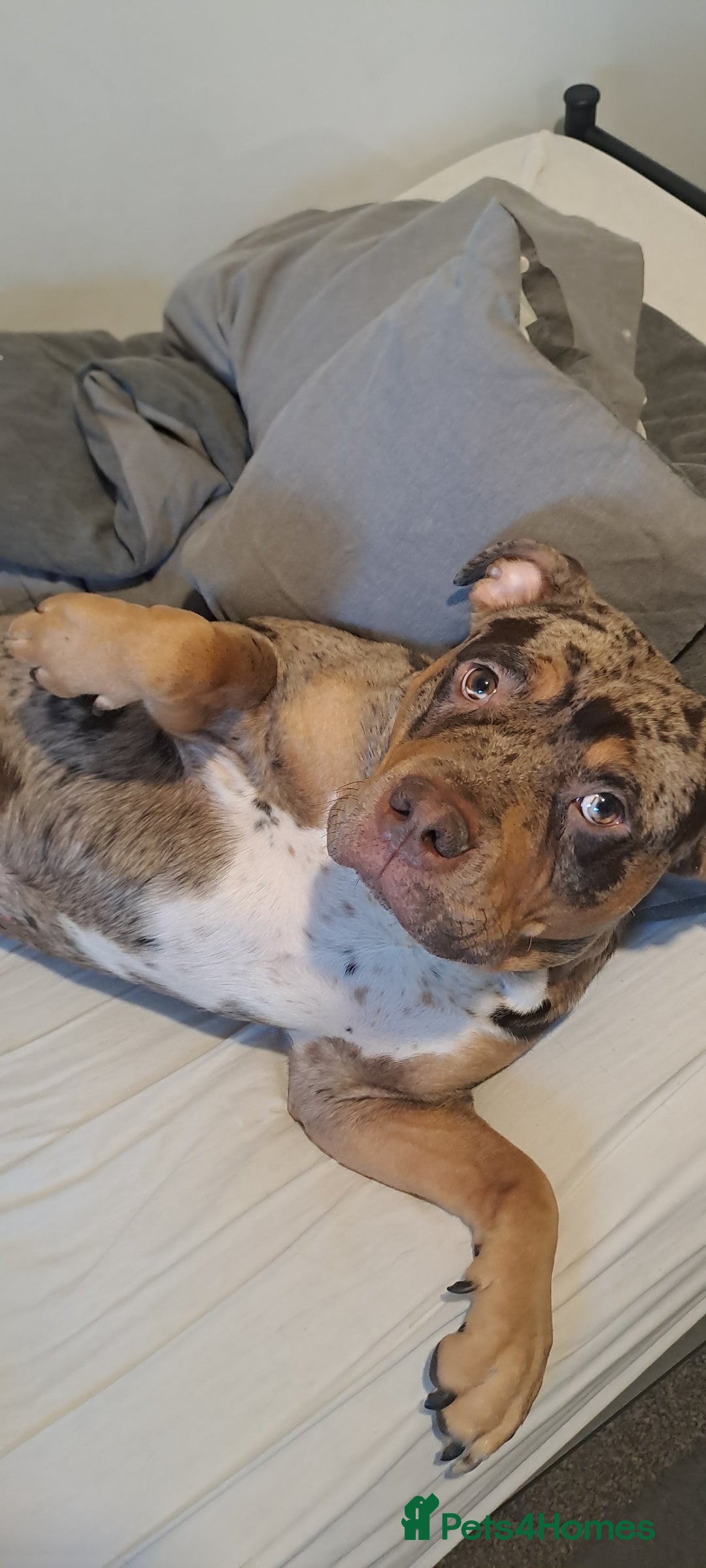 Mixed Breed dogs for sale: Old tyme english cross staff dog needs rehoming - Advert 3