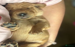 Goldador dogs for sale: Goldador puppies - Advert 5