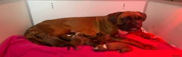 Boxer dogs for sale: Kc Reg Bobtail & tailed boxers  - Advert 8