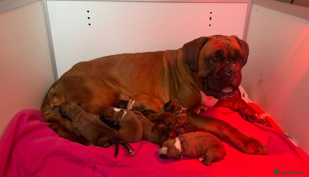 Boxer dogs for sale: Kc Reg Bobtail & tailed boxers  - Advert 8
