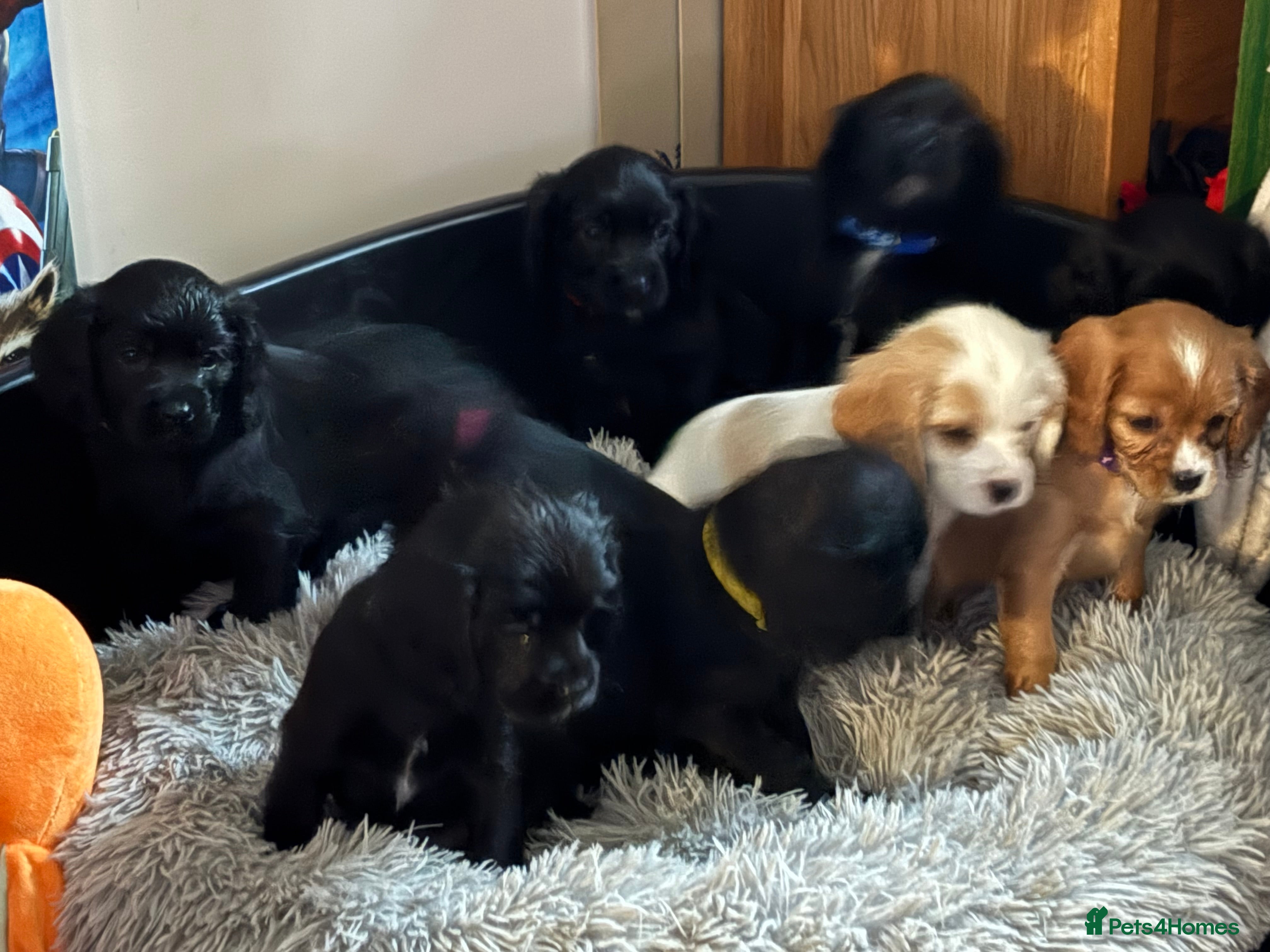 Cockalier dogs Cocker spaniel - Advert 3