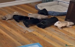 Pug dogs for sale: Home raise fawn&black Pug puppies - Advert 2