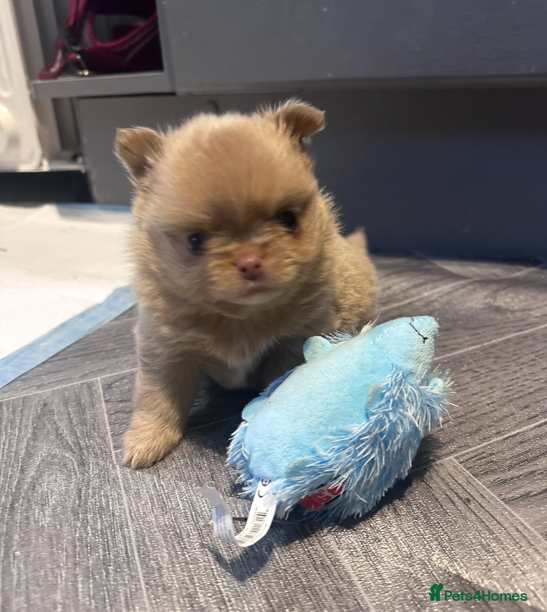 Pomchi dogs for sale: Pomchi - 1x Female  - Advert 1
