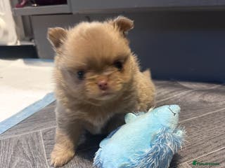 Pomchi dogs Pomchi - 1x Female - Advert 18