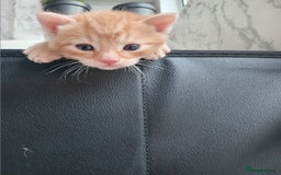 Bengal cats for sale: Ready now Beautiful Bengal kittens  - Image 15