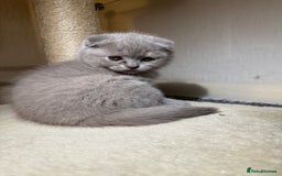 Scottish Fold cats for sale: 3 Adorable Scottish Fold Kittens🩷💙🩷 - Image 30