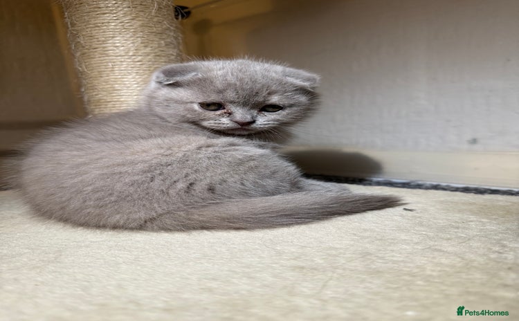 Scottish Fold cats - Advert 4