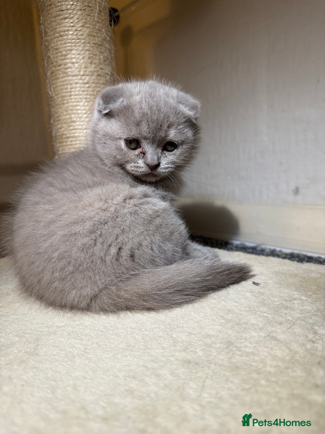 Scottish Fold cats for sale: 3 Adorable Scottish Fold Kittens🩷💙🩷 - Image 30