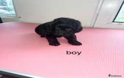 Cockapoo dogs for sale: cockapoo puppies for sale  - Image 3