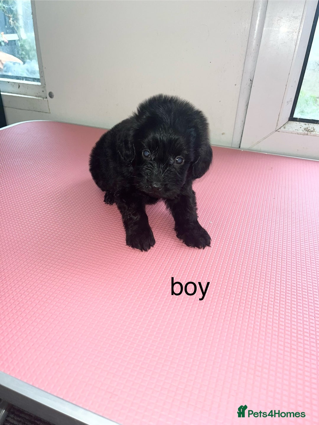 Cockapoo dogs for sale: cockapoo puppies for sale  - Image 3