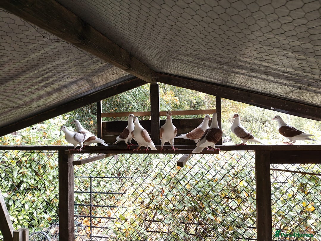 Pigeons birds for sale: sadleback hommers for sale - Advert 11