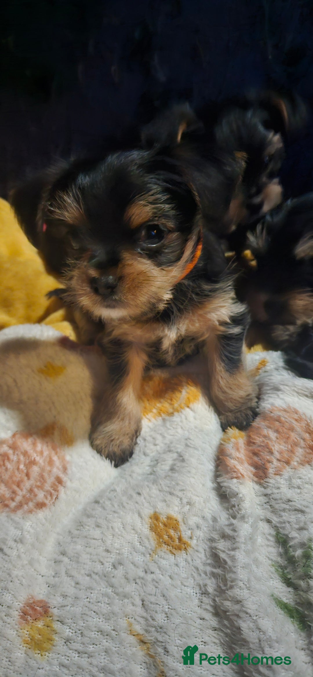 Mixed Breed dogs for sale:  **  yorkshire x full sized yorkshire terrier - Advert 3