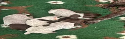 German Shorthaired Pointer dogs for sale: Working German Short haired pointers  - Advert 3