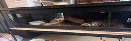 Python Snake reptiles for sale: Beautiful BCI Boa Constrictor - Advert 2