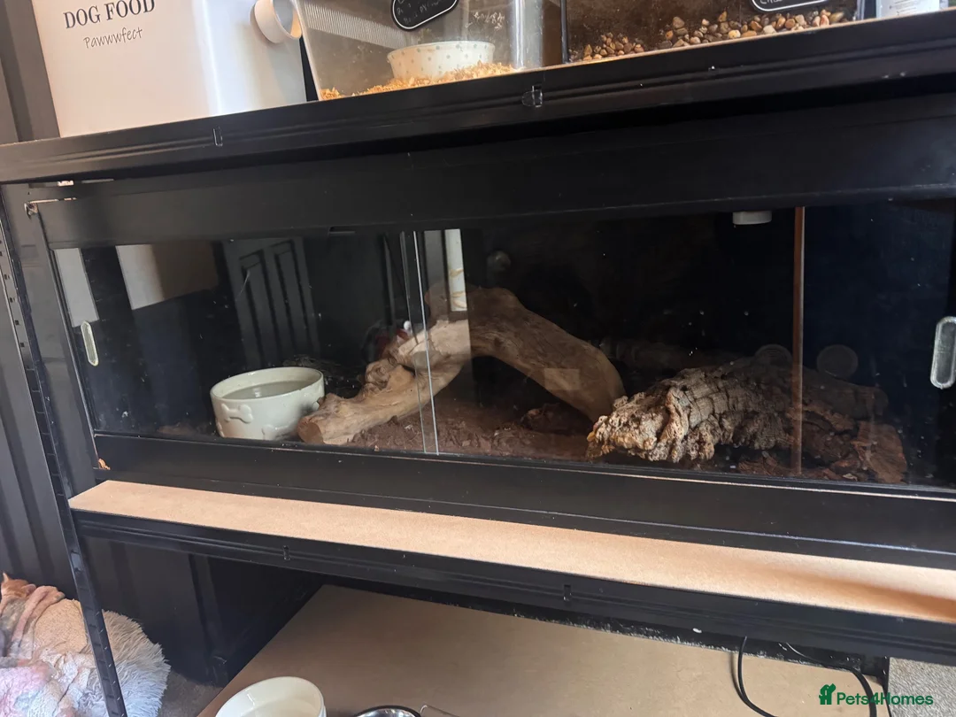 Python Snake reptiles for sale: Beautiful BCI Boa Constrictor - Advert 2