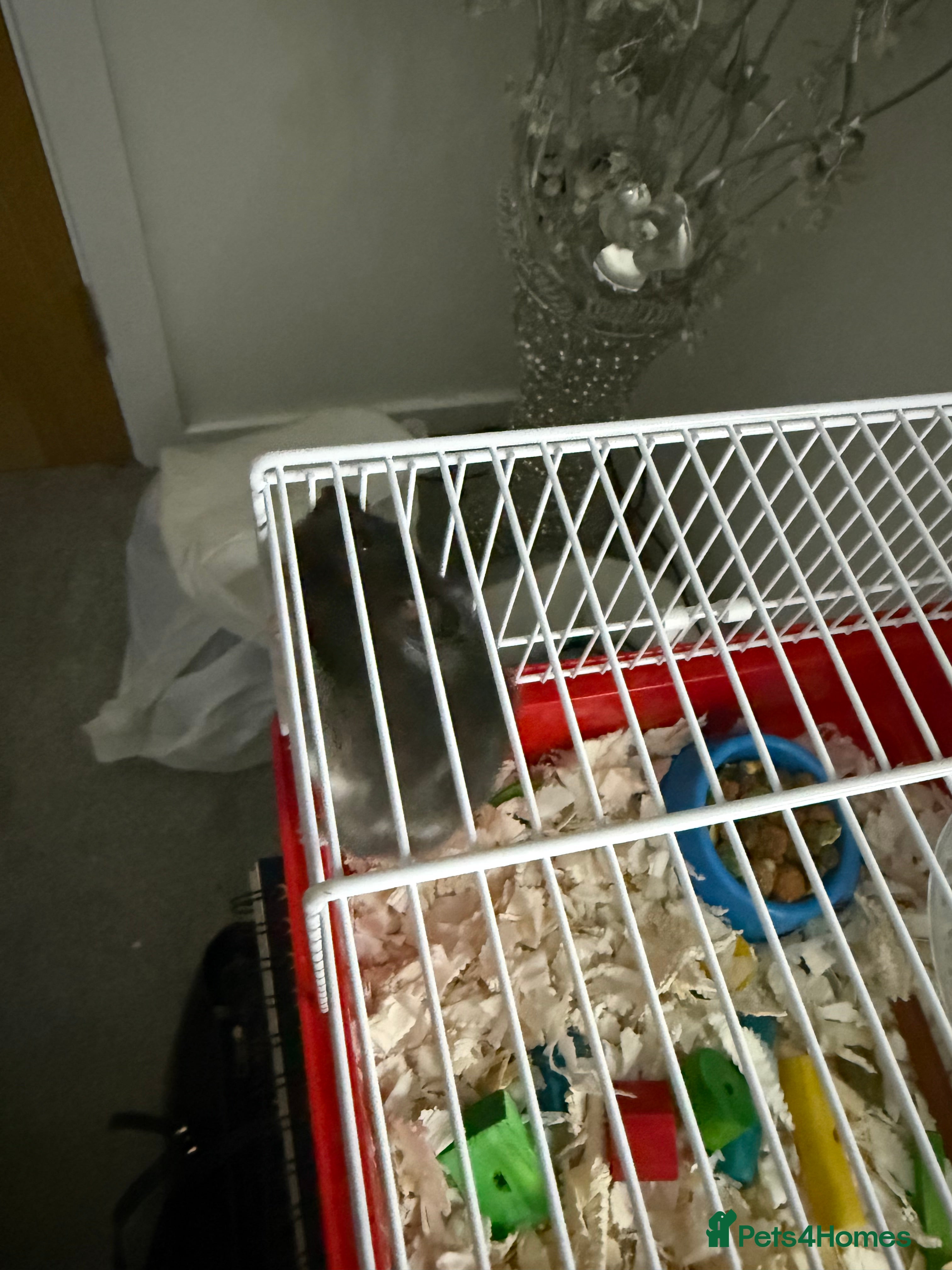 Hamster rodents Lot long got it Syrian hamster need gone no room - Advert 1