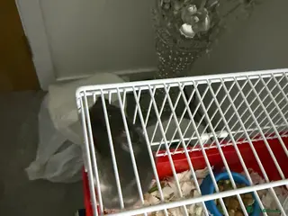 Hamster rodents Lot long got it Syrian hamster need gone no room - Advert 1