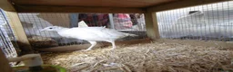 Quail poultry for sale: Quail all ages breeds from £5 - Advert 3