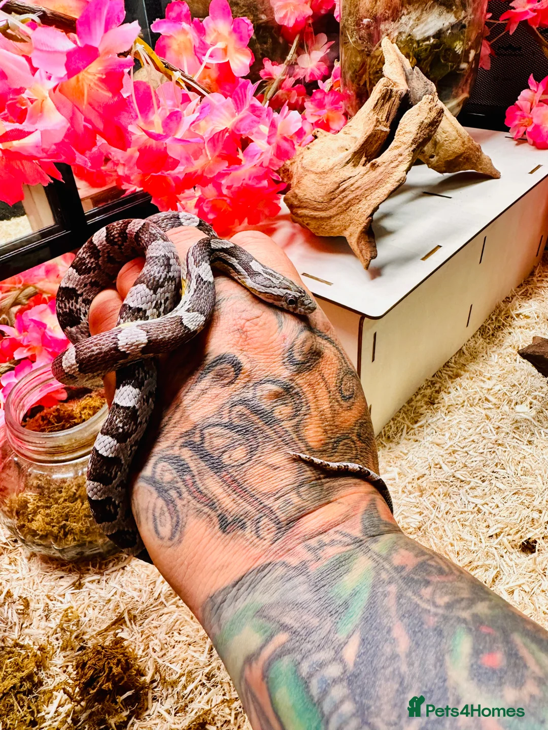 Corn Snake reptiles for sale: Female corn snake - Advert 2