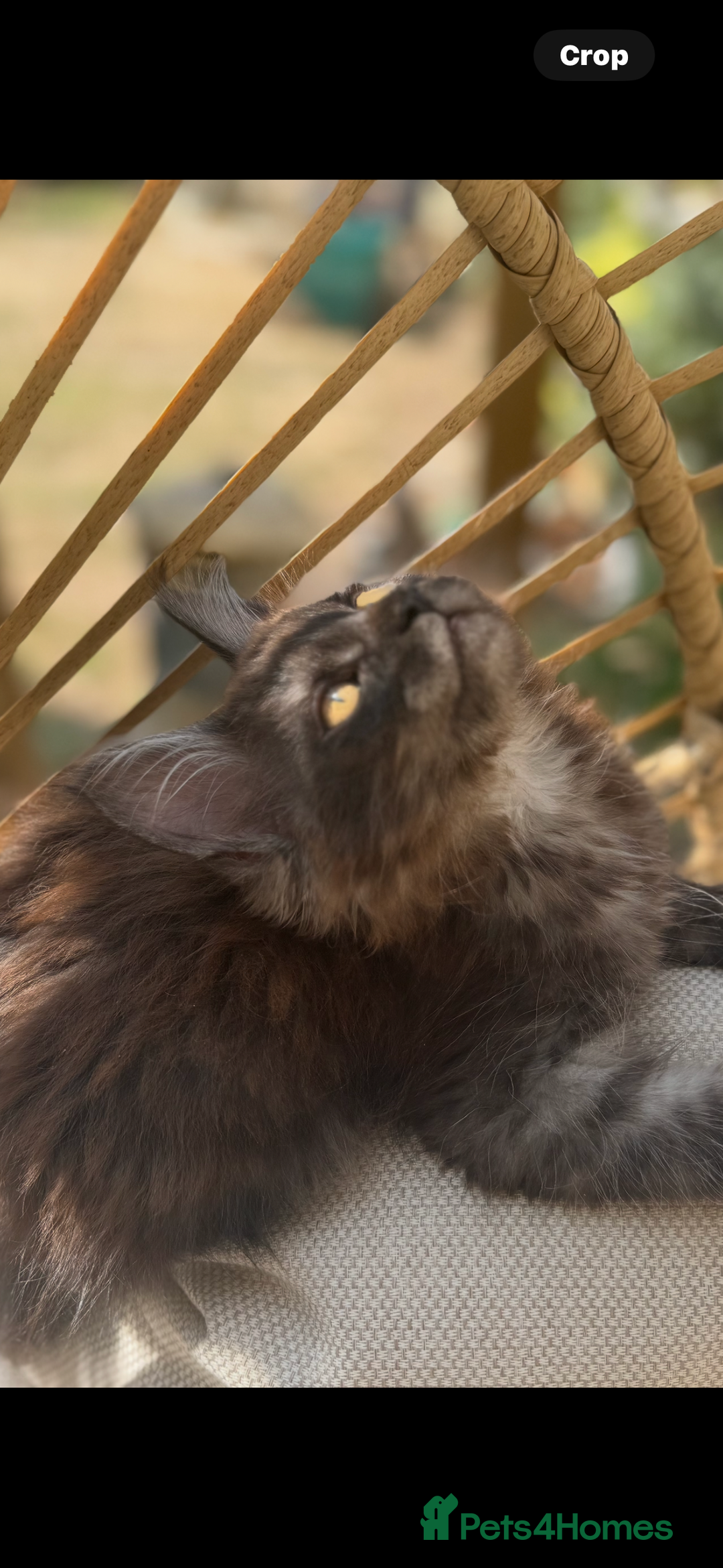Maine Coon cats for sale: Stunning Black Smoke TiCA kittens  - Image 5