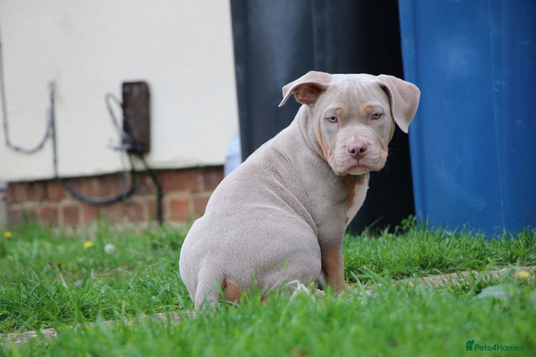 American Bully dogs for sale: GrCh Big Bounty x TIKTOK litter - Image 2