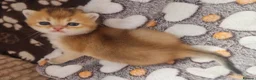 British Shorthair cats for sale: Pedigree Golden British Shorthair kittens - Advert 12