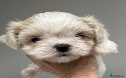Shih Tzu dogs for sale: Imperial shihtzu puppies  - Image 2