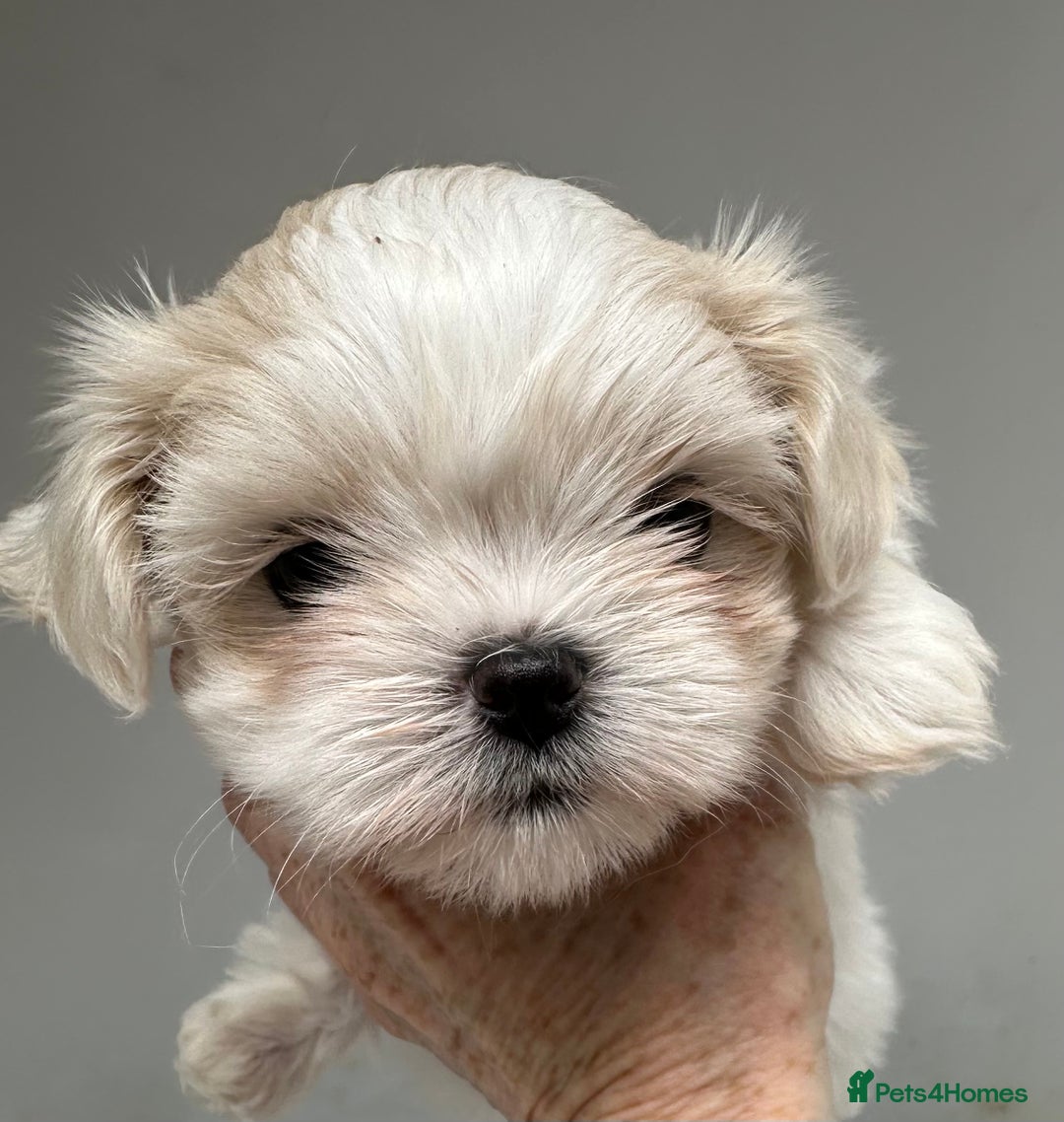 Shih Tzu dogs for sale: Imperial shihtzu puppies  - Image 2