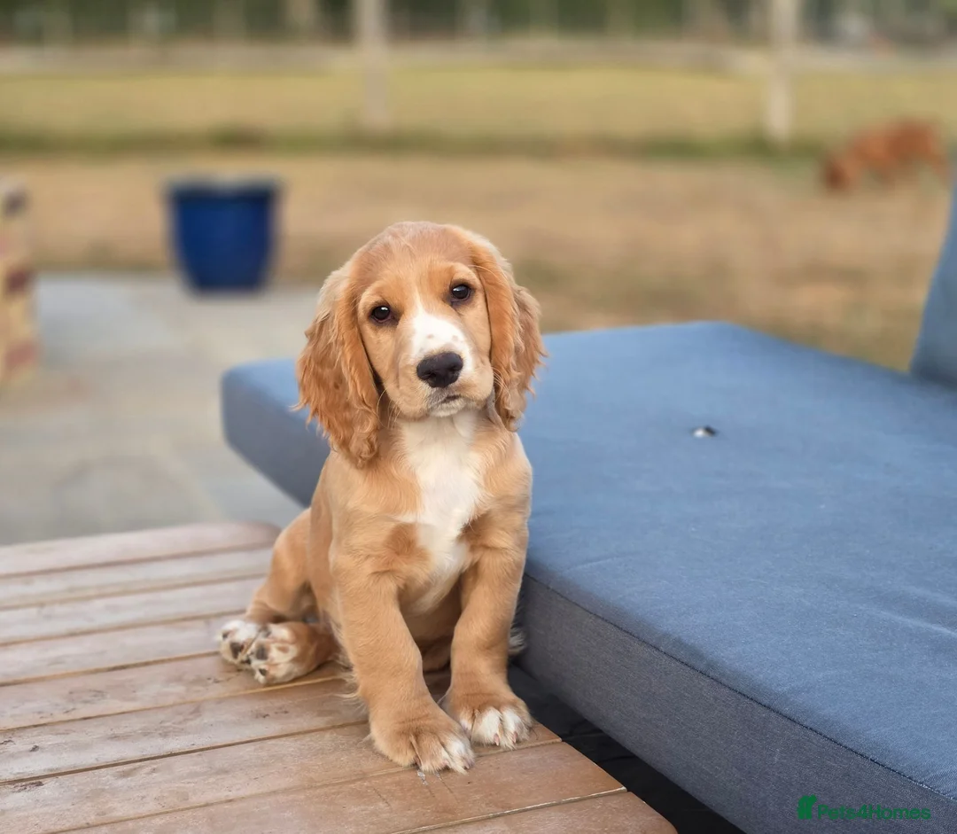 Cocker Spaniel dogs for sale: KC Cocker spaniel puppies - Advert 1