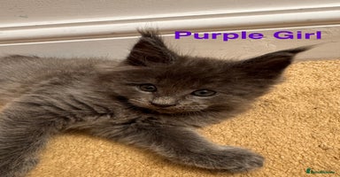 Maine Coon cats - Advert 2