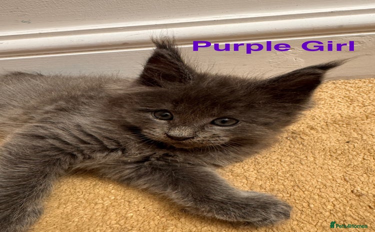 Maine Coon cats - Advert 3