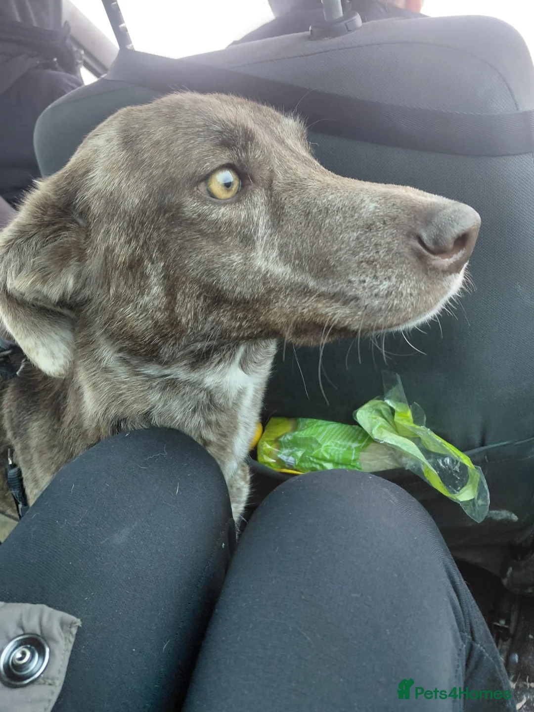 Mixed Breed dogs for adoption: 🐾 HEIDI – FROM THE EDGE OF DEATH… TO HOPE 🐾 in Nottingham - Advert 2