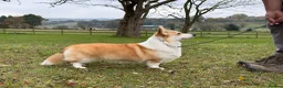 Welsh Corgi Pembroke dogs for sale: Champion Sired Corgi Pembroke puppies available  - Advert 29