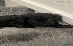 Shihpoo dogs for sale: Health tested shihpoo x toy poodle pups  - Image 6