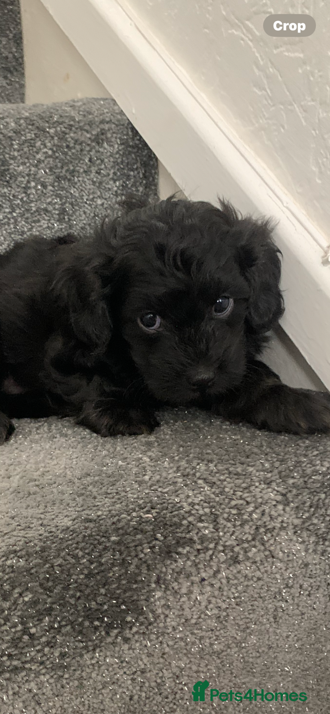 Shihpoo dogs for sale: Health tested shihpoo x toy poodle pups  - Image 6