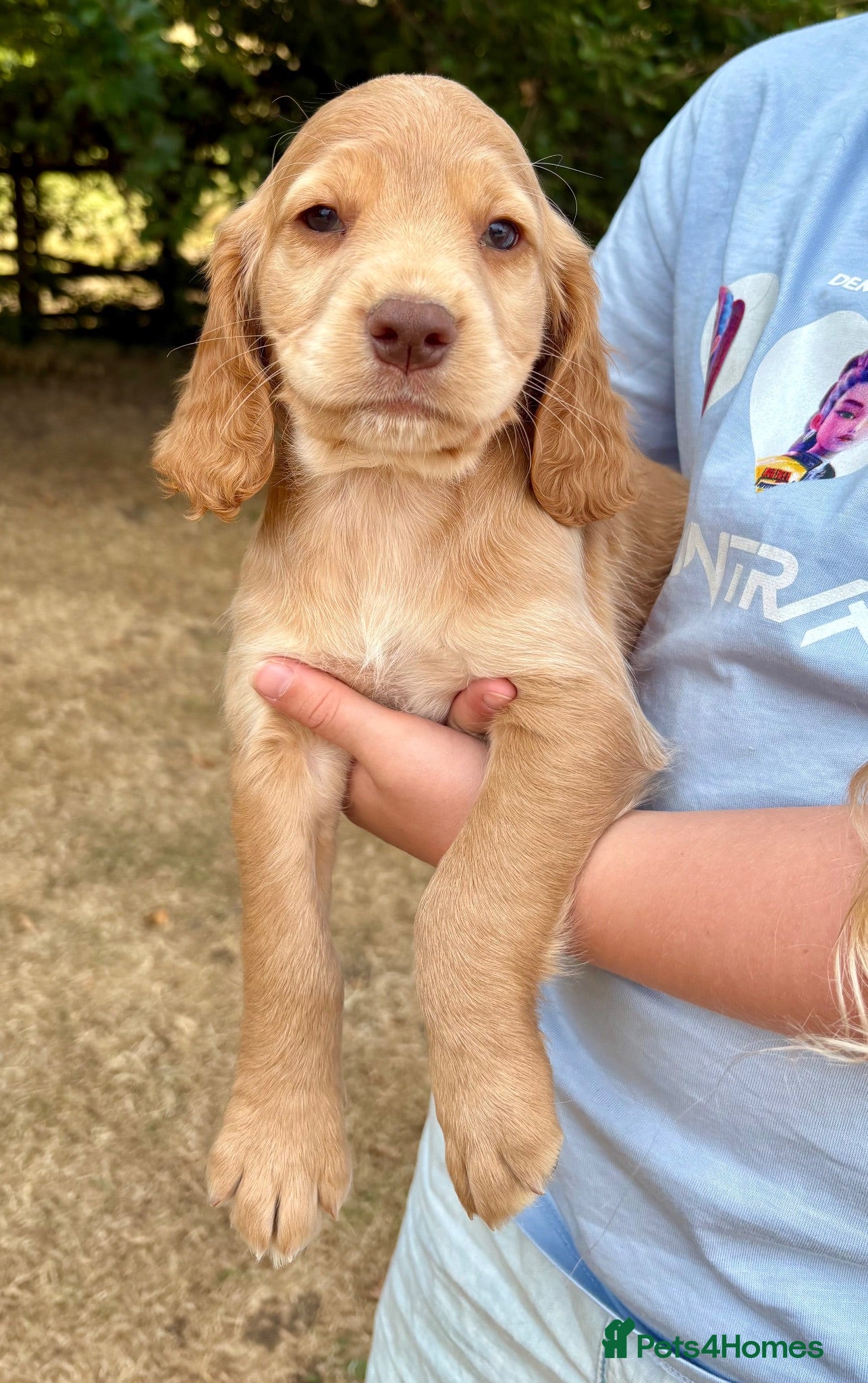 Cocker Spaniel dogs 🐾 Beautiful Cocker Spaniel Puppies 🐾 - Advert 1