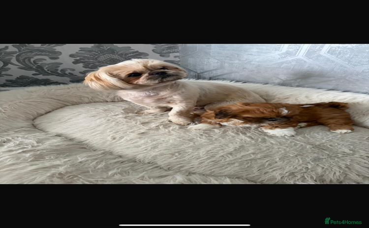 Shih Tzu dogs - Advert 1