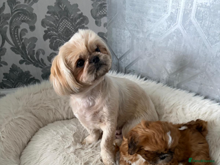 Shih Tzu dogs - Advert 1