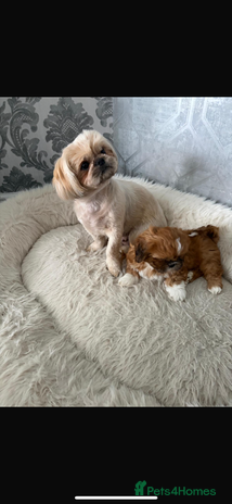 Shih Tzu dogs - Advert 1