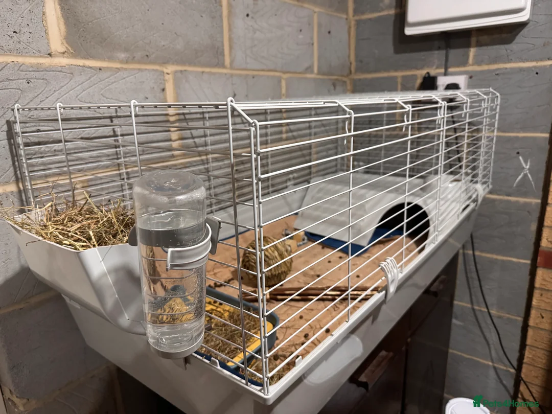 Mixed Breed rabbits for sale: 2 Male Rabbits with cage - 12 weeks old  - Advert 4