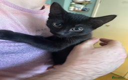 Mixed Breed cats for sale: 2 mixed breed female kittens - Advert 4