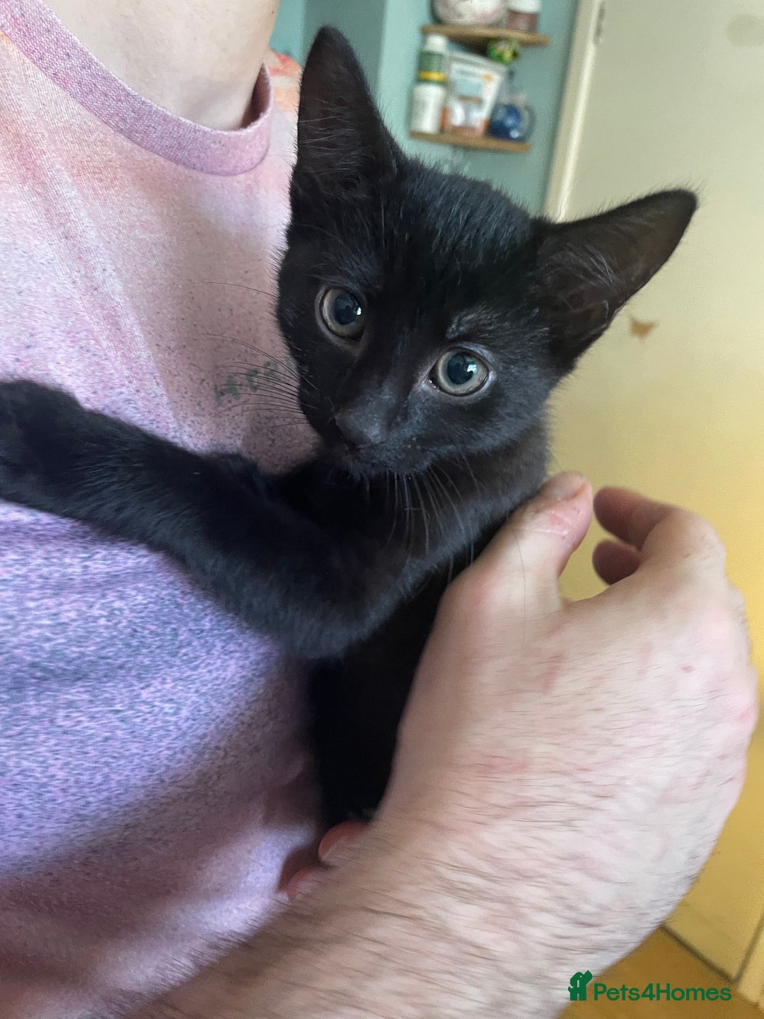 Mixed Breed cats for sale: 2 mixed breed female kittens - Advert 4