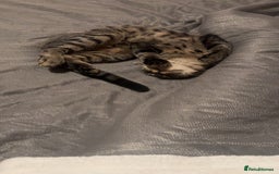 Mixed Breed cats for sale: Tigger  - Image 2
