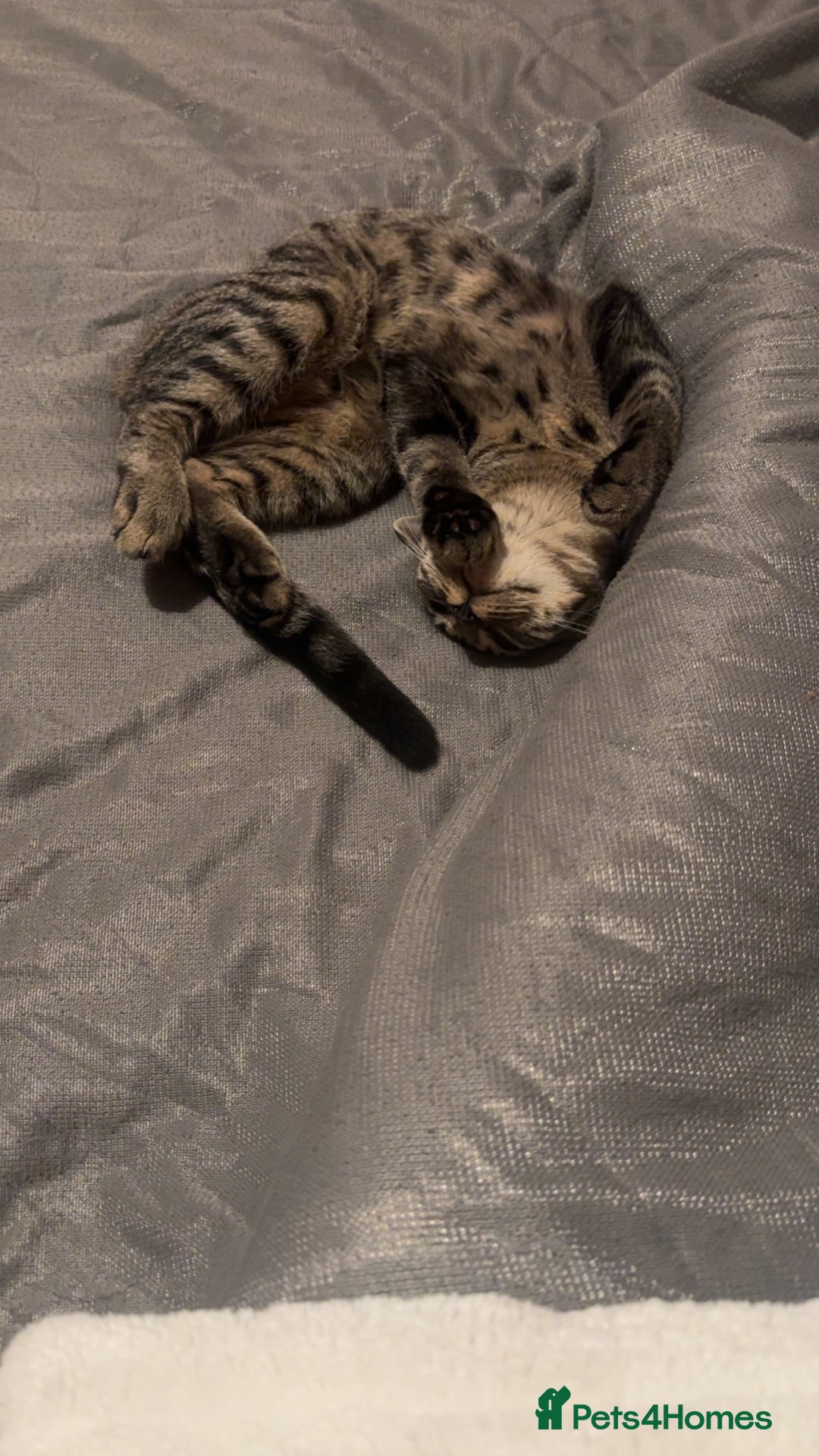 Mixed Breed cats for sale: Tigger  - Image 2